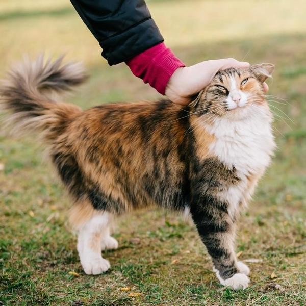What Your Cat’s Petting Style Says About Them