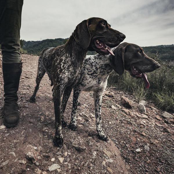 Two German shorthaired pointers