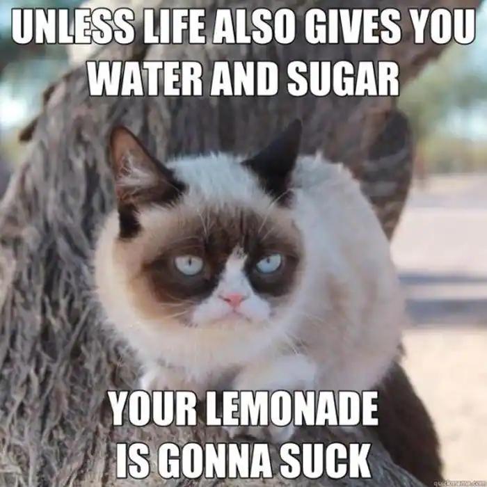 grumpy cat memes good