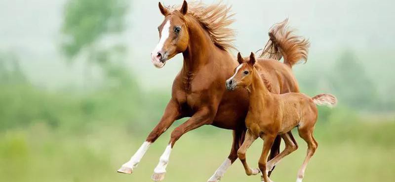 A Horse's First Year: 50 Fun Facts About Foals | Always Pets