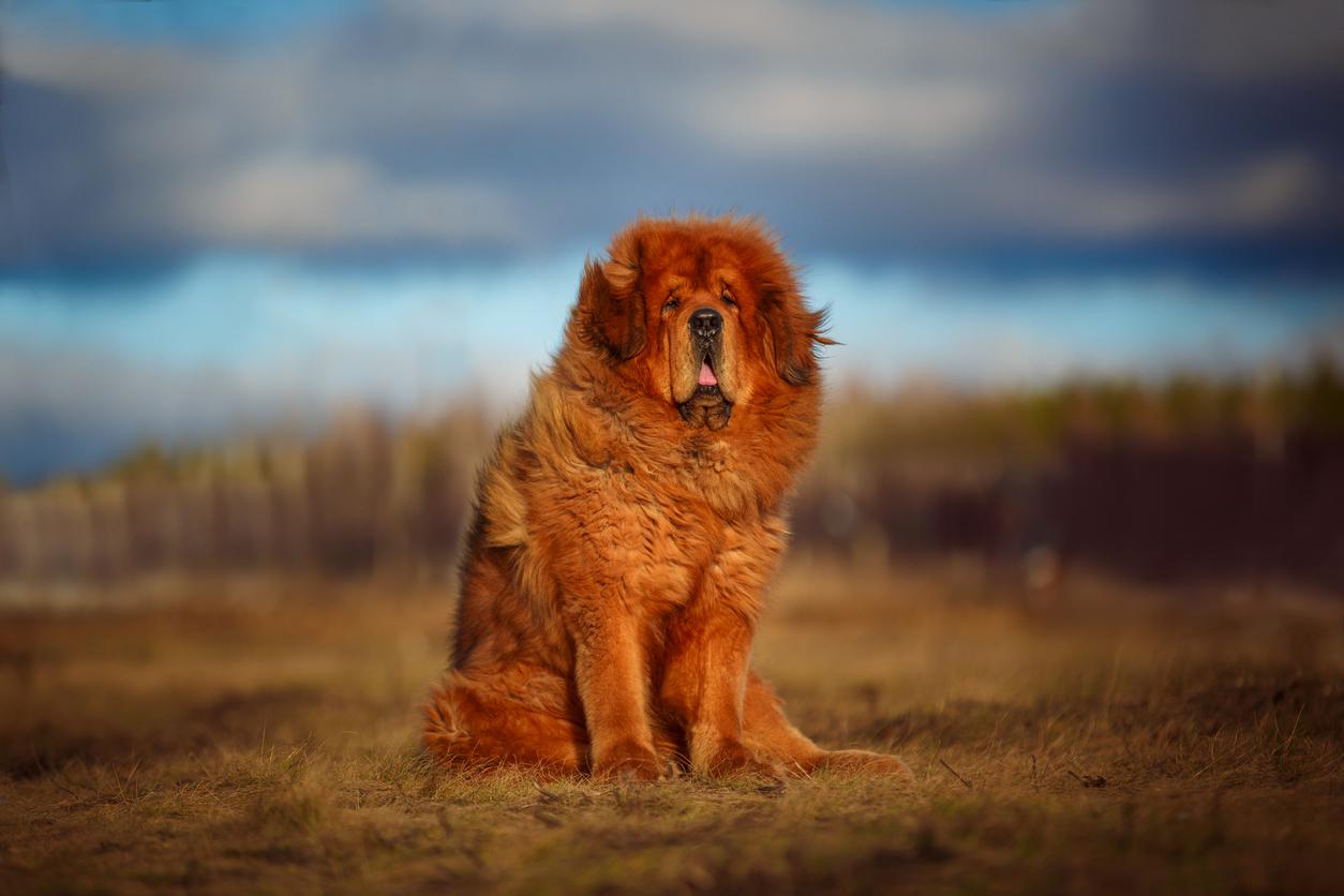 Get to Know the Powerful Tibetan Mastiff