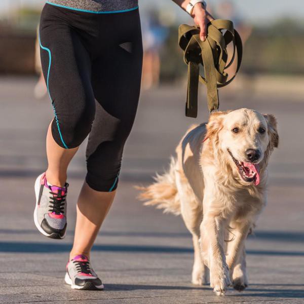 24 Best Dog Breeds for Runners