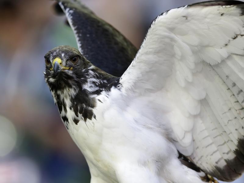 Seahawks' real-life hawk mascot, Taima, flies into the stands and