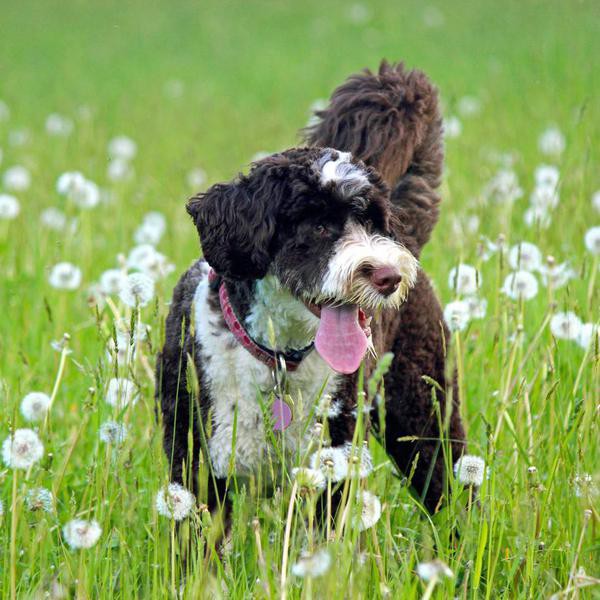 50 Best Hypoallergenic Dog Breeds That Don't Shed