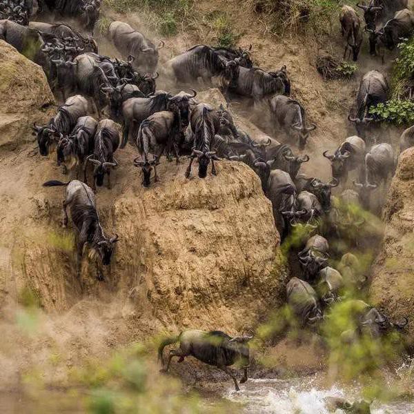 31 Stunning Photos of Africa's Great Wildebeest Migration