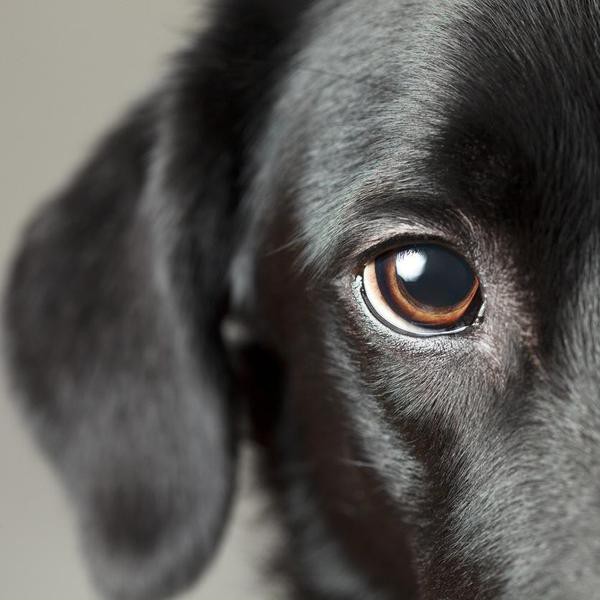 25 Common Dog Myths That Just Aren’t True