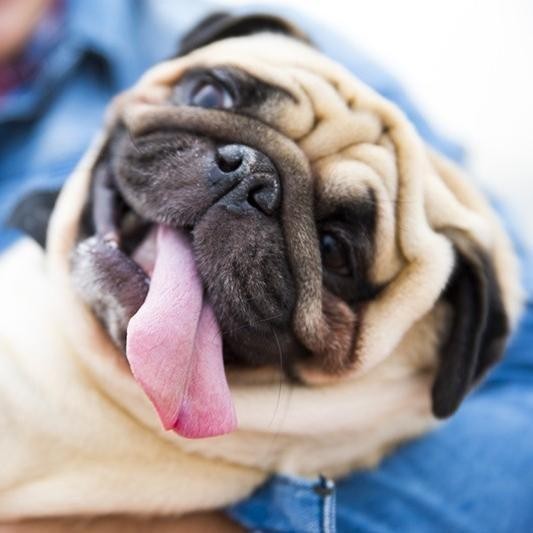 31 Fascinating Facts That Prove Pugs Are Special