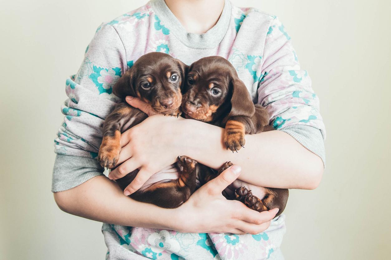 are dachshunds unhealthy