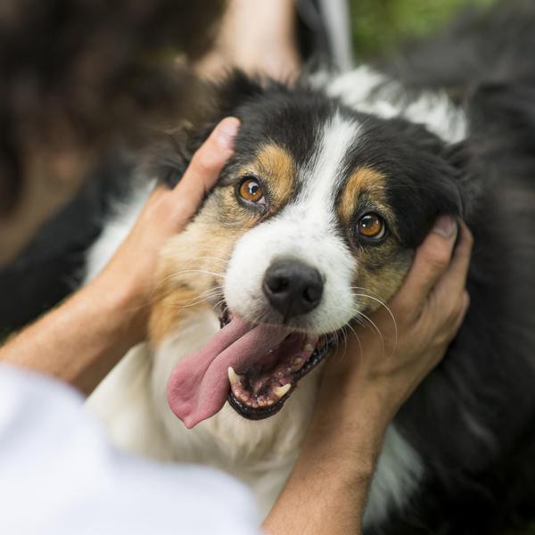 50 Velcro Dog Breeds That Are Extra Clingy (and Loyal)