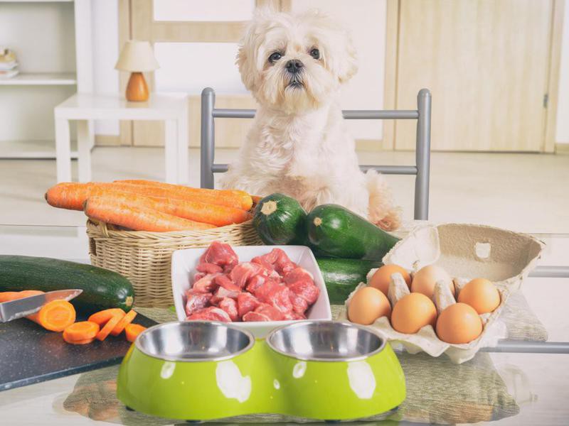 Homemade food 2025 for lhasa apso