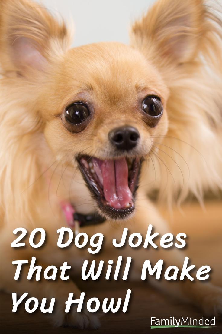 images of funny animal jokes