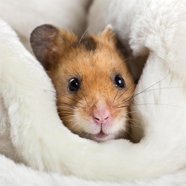 Hamsters Are Fascinating — and These Facts Prove It