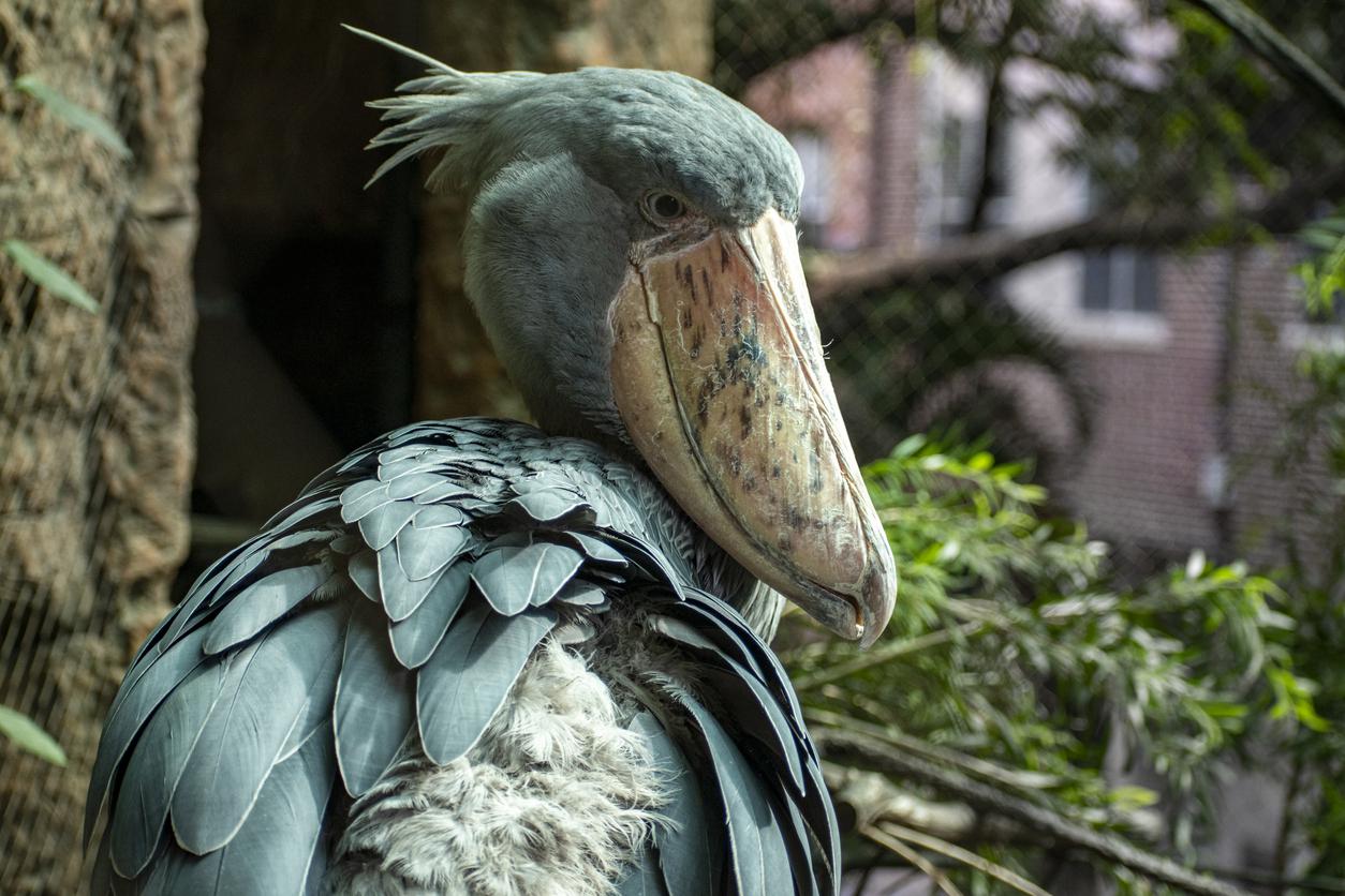 15 Fun Facts About the Shoebill Stork