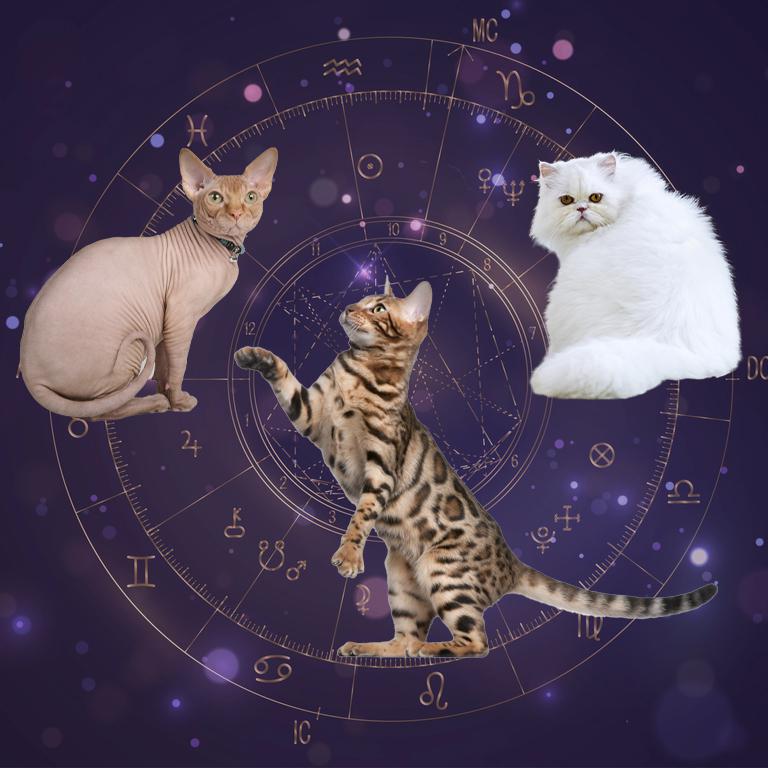 Worst Cat Breeds for All 12 Horoscope Signs