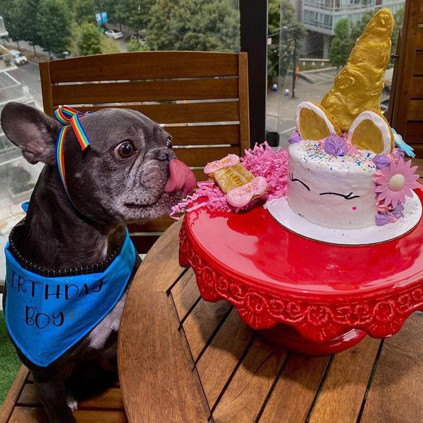 These Dog Birthday Cake Ideas Are Truly Delicious