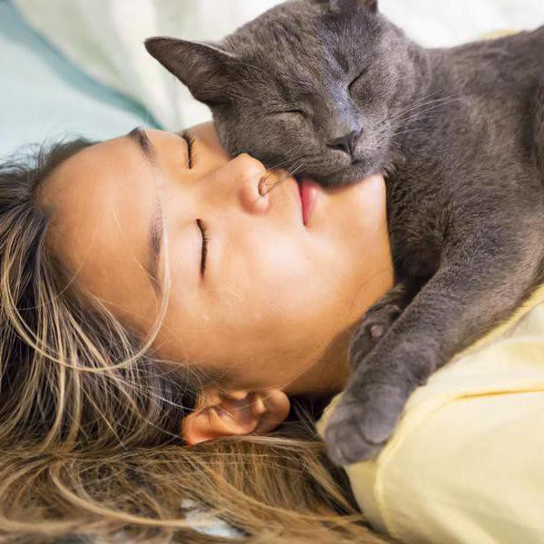 Velcro Cat Breeds That Will Cuddle All Day