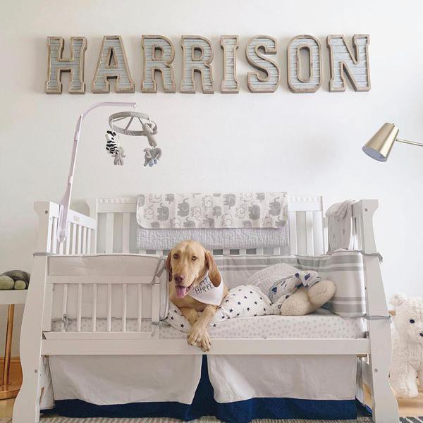 Cute Dog Room Ideas That Are Easy to Create
