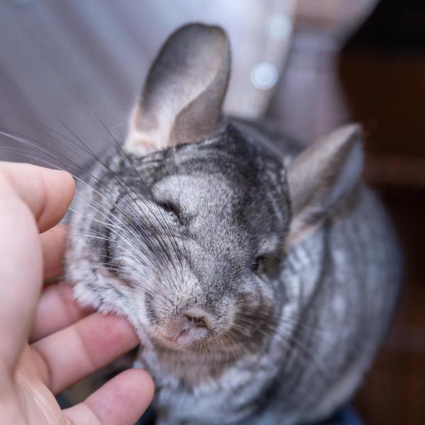The Ultimate Chinchilla Care Guide on Owning This Tiny Pet