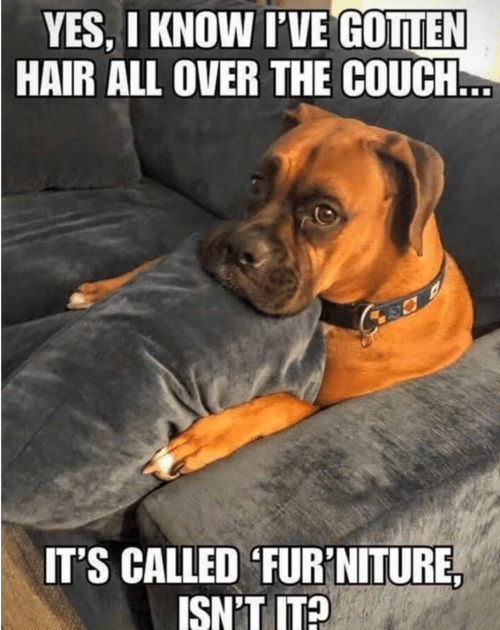 125 Funny Dog Memes That Will Make You LOL  Always Pets