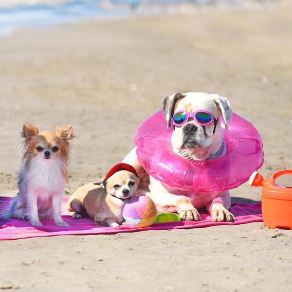 25 Best Dog Beaches to Visit With Your Pup