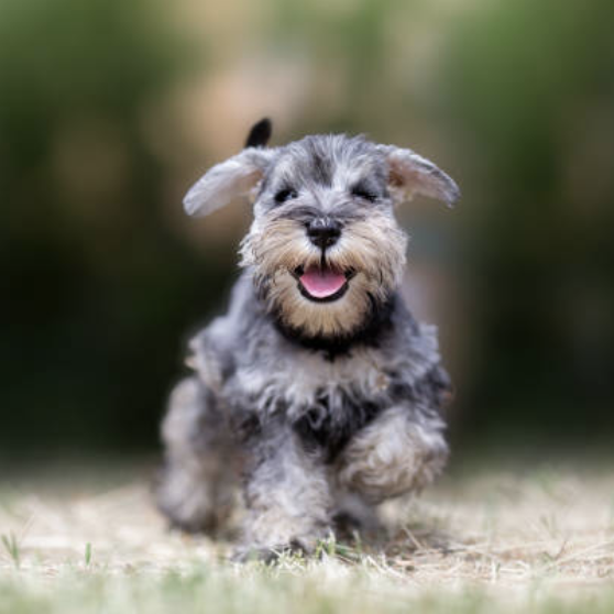 The Best Dog Names for Your Pooch