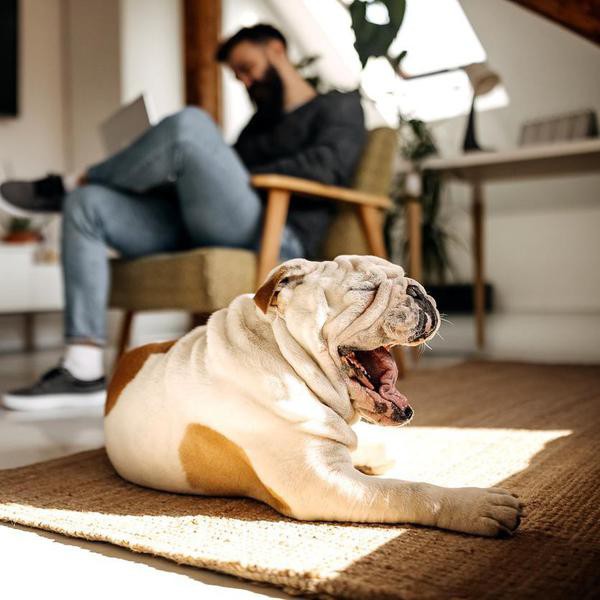 Tired bulldog yawning while his owner is sitting in the background