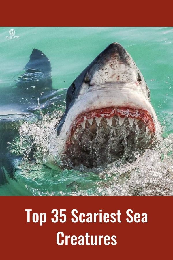 35 Scary Sea Creatures We Hope to Never Encounter