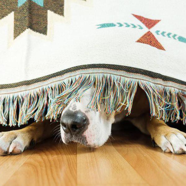 30 Best Ways to Calm Your Dog During Storms and Fireworks